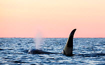 Killer whale / Orca (Orcinus orca) male surfacing at sunset, Kvaloya, Troms, Norway November