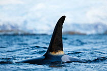 Killer whale / Orca (Orcinus orca) male surfacing, Kvaloya, Troms, Norway November