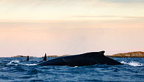 Humpback whale (Megaptera novaeangliae) and Killer whale / Orca (Orcinus orca) surfacing, Kvaloya, Troms, Norway  November