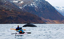 Kayakers approaching Humpback whale (Megaptera novaeangliae) Kvaloya, Troms, Norway November