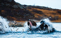Humpback whales (Megaptera novaeangliae) feeding on herring (Clupea harengus) Kvaloya, Troms, Norway, November