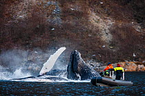 Humpback whales (Megaptera novaeangliae) lunge feeding on herring (Clupea harengus) being watched by tourists in Zodiac boat very close, Kvaloya, Troms, Norway, November