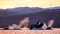 Humpback whale (Megaptera novaeangliae) lunge feeding on herring (Clupea harengus) at surface, Kvaloya, Troms, Norway November