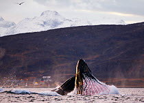 Humpback whale (Megaptera novaeangliae) lunge feeding on herring (Clupea harengus) at surface, Kvaloya, Troms, Norway November