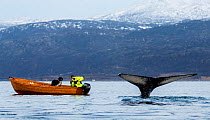 Humpback whale (Megaptera novaeangliae) diving with tail fluke visible, watched by man and dog in small boat.  Kvaloya, Troms, Norway November