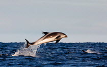 White-beaked dolphin (Lagenorhynchus albirostris) jumping above surface, Varangerfjorden, Finnmark, Norway March
