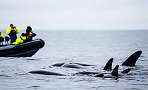 Killer whale / orca (Orcinus orca) family pod being watching by boat of whale watchers, outside Andoya, Norway, July