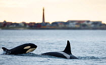 Killer whale / Orca (Orcinus orca) two surfacing near coast, Andenes at Andoya, Norway, July