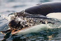 Killer whale / Orca (Orcinus orca) predating Atlantic herring (Clupea harengus) at surface, blood drops visible, Kvaloya, Troms, Norway October