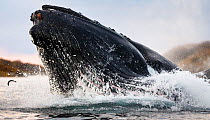 Humpback whale (Megaptera novaeangliae) lunge feeding on herring (Clupea harengus) bubble net feeding behaviour, note the eye and ventral grooves, Kvaloya, Troms, Norway October