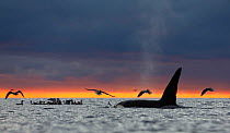 Killer whale / Orca (Orcinus orca) male surfacing at sunset, Kvaloya, Troms, Norway October