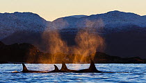 Killer whales (Orcinus orca) surfacing and blowing, spray backlit by evening autumn light, Kvaloya, Troms, Norway, October