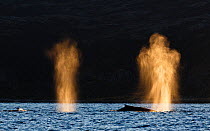 Humpback whales (Megaptera novaeangliae) blowing, spray backlit by evening sun, Kvaloya, Troms, Norway, October