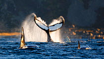 Humpback whale (Megaptera novaeangliae) lobtailing / tail slapping on surface, Killer whale (Orcinus orca) in foreground, Kvaloya, Troms, Norway, October