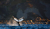 Humpback whale (Megaptera novaeangliae) lobtailing / tail slapping on surface, Kvaloya, Troms, Norway, October