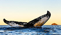 Humpback whale (Megaptera novaeangliae) showing details of tail fluke as it dives, flukes used for individual identification, Kvaloya, Troms, Norway, October