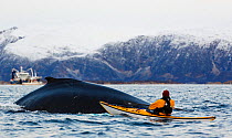 Kayakers getting too close to Humpback whale (Megaptera novaeangliae) Kvaloya, Troms, Norway November