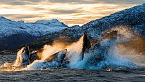 Humpback whales (Megaptera novaeangliae) bubble net / lunge feeding on herring (Clupea harengus) at dusk, pod co-operative feeding, Kvaloya, Troms, Norway, November