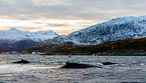 Kayakers getting close contact with a Humpback whale (Megaptera novaeangliae), Kvaloya, Troms, Norway, November