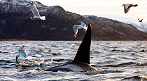 Killer whale (Orcinus orca) male feeding in a school of Atlantic herring (Clupea harengus) with Herring gulls (Larus argentatus) also joining in, Kvaloya, Troms, Norway, November