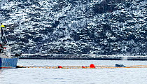 Humpback whale (Megaptera novaeangliae) caught inside fishing net used to catch Herring (Clupea harengus) Kvaloya, Troms, Norway, December