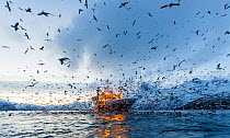 Large amount of gulls (Laridae) gathering around a fishing vessel fishing for herring, Kvaloya, Troms, Norway, December