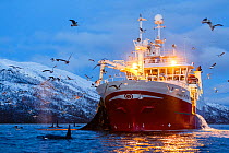 Killer whales (Orcinus orca) next to fishing vessel pulling net full of herring - the whales are feeding on any fish escaping the net, outside Kvaloya, Norway. December
