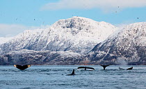 Humpback whale (Megaptera novaeangliae) and Killer whales (Orcinus orca) most likely feeding on herring, off coast of Kvaloya, Troms, Norway, December