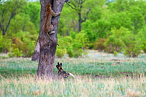 African wild dogs (Lycaon pictus) chasing a Leopard (Panthera pardus) which climbs up a tree to take refuge. Hwange National Park, Zimbabwe. Sequence 3 of 4.