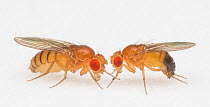 Fruit fly (Drosophila melanogaster) female (left) and male (right) California Institute of Technology, USA, December 2016.