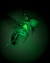 High speed exposure of a Fruit fly (Drosophila melanogaster) taken through a microscope. In this image flight muscles express a genetically engineered protein called GCaMP, which fluoresces green in t...