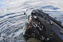 Humpback whale (Megaptera novaeangliae) with two kinds of barnacles, the long Gooseneck barnacle (Conchoderma aurtium) which lives on the Acorn barnacle (Coronula diadema) also whale lice, (Cyamus boo...