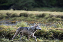 Coastal grey wolf (Canis lupus) genetically distinct from other Grey wolves, Sacred Sites of the Gitga'at Nation, Great Bear Rainforest, British Columbia, Canada