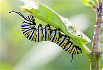 Monarch butterfly caterpillar (Danaus plexippus) Philadelphia, USA September