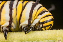 Monarch butterfly caterpillar (Danaus plexippus) close up of legs, Philadelphia, USA August