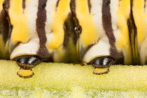 Monarch butterfly caterpillar (Danaus plexippus) close up of proleg and pseudopod, Philadelphia, USA August