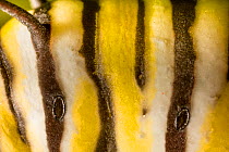 Monarch butterfly caterpillar (Danaus plexippus) close up of skin and spiracle, Philadelphia, USA August