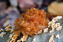Leafy Brain / Brown witches butter (Tremella foliacea) on branch, Fort Washington State Park, Pennsylvania, USA