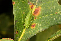 Leafhopper (Rugosana querci) Fort Washington State Park, Pennsylvania, USA
