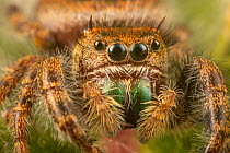 Jumping spider (Phidippus audax) Philadelphia,  USA