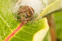 Jumping spider (Phidippus audax) sheltering on Common Milkweed, Philadelphia,  USA