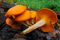 Jack O'Lantern mushroom (Omphalotus illudens) poisonous, Fort Washington State Park, Pennsylvania, USA September