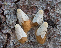 Gypsy moths (Lymantria dispar) females and eggs on tree trunk, Delaware Water Gap, New Jersey, USA July