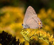 Gray hairstreak butterfly (Stymon melinus) Philadelphia, USA September