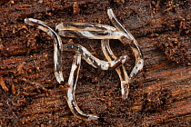 Fungus gnat larvae in rotten log (Diptera) Pennsylvania, USA May