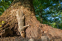 Eastern grey squirrel (Sciurus carolinensis) on White oak (Quercus sp) eating fermented sap (alcohol flux), Fort Washington State Park, Pennsylvania, USA July