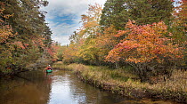Exploring in a canoe down the Batsto River in autumn, Warrton State Forest, Pine Barrens, New Jersey, October