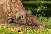 Eastern grey squirrel (Sciurus carolinensis) on White oak (Quercus sp) eating fermented sap (alcohol flux), Fort Washington State Park, Pennsylvania, USA July