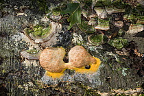 Dog vomit slime mould (Fuligo septica) on rotten log, Fort Washington State Park, Pennsylvania, USA August