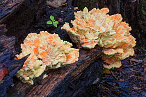 Chicken-of-the-woods fungi (Laetiporus) Fort Washington State Park, Pennsylvania, USA